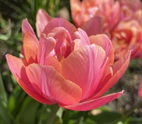 Tulipan Pink Cameo 8 løg